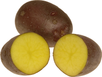 Lungauer Eachtling - Sorte Laura