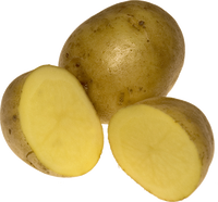 Lungauer Eachtling - Sorte Ostara