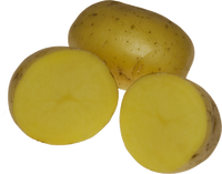 Lungauer Eachtling - Sorte Evita